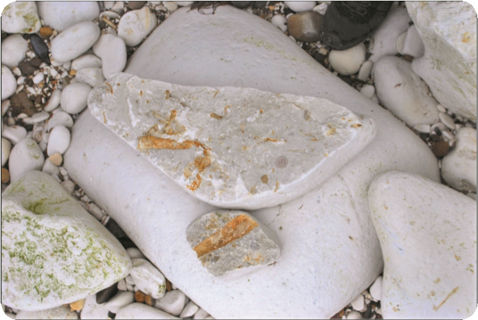 Specimens of sponges in cobbles of the Flamborough Sponge Bed (Sewerby Member, Flamborough Formation) near Danes Dyke.