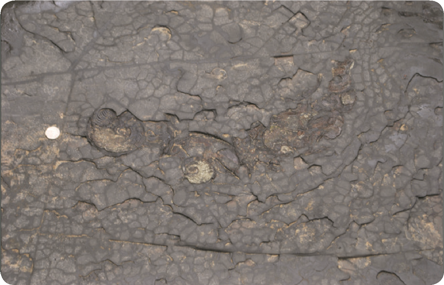 Crushed specimens of the ammonite <i>Harpoceras</i> preserved in pyrite in the basal beds of the Bituminous Shales.