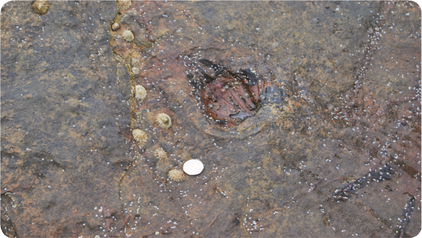 Fruiting bodies of <i>Weltrichia</i> in fallen blocks of Saltwick Formation beneath Wrack Hills.