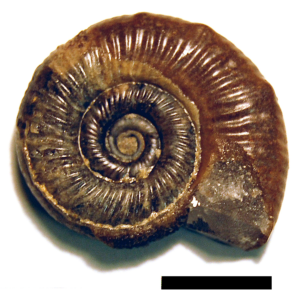 Photograph of ammounite: Aspidoceras sp. juv.