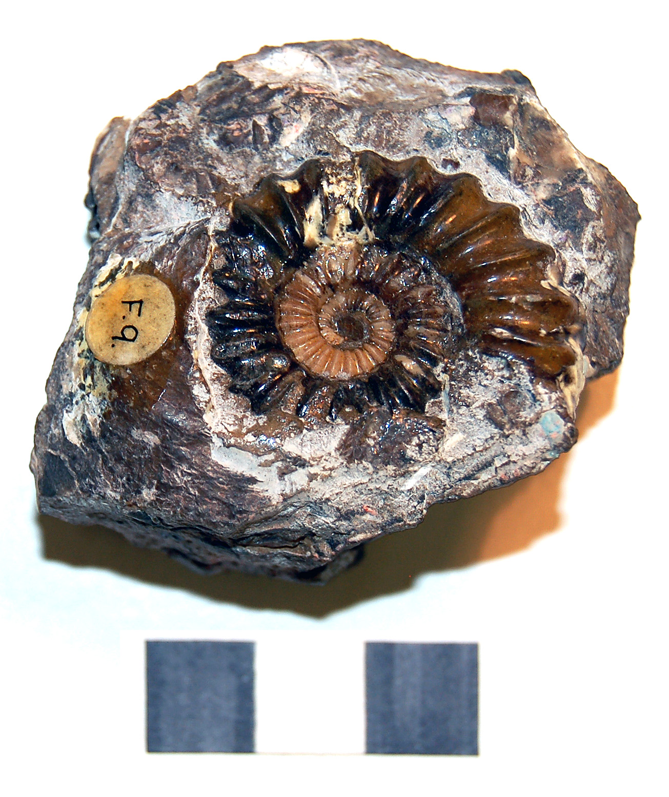 Photograph of ammounite: Oistoceras sp.