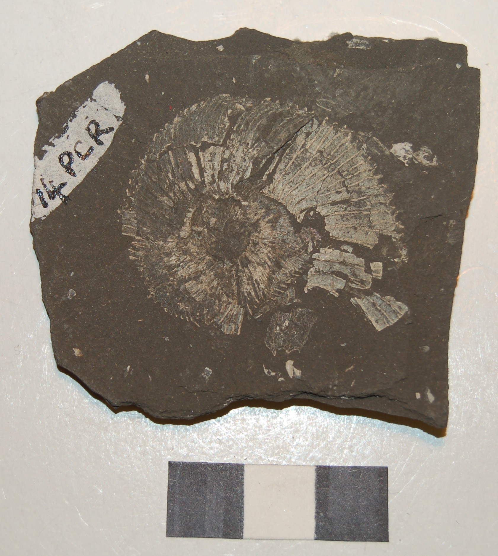 Photograph of ammounite: Pectinatites cf. pectinatus