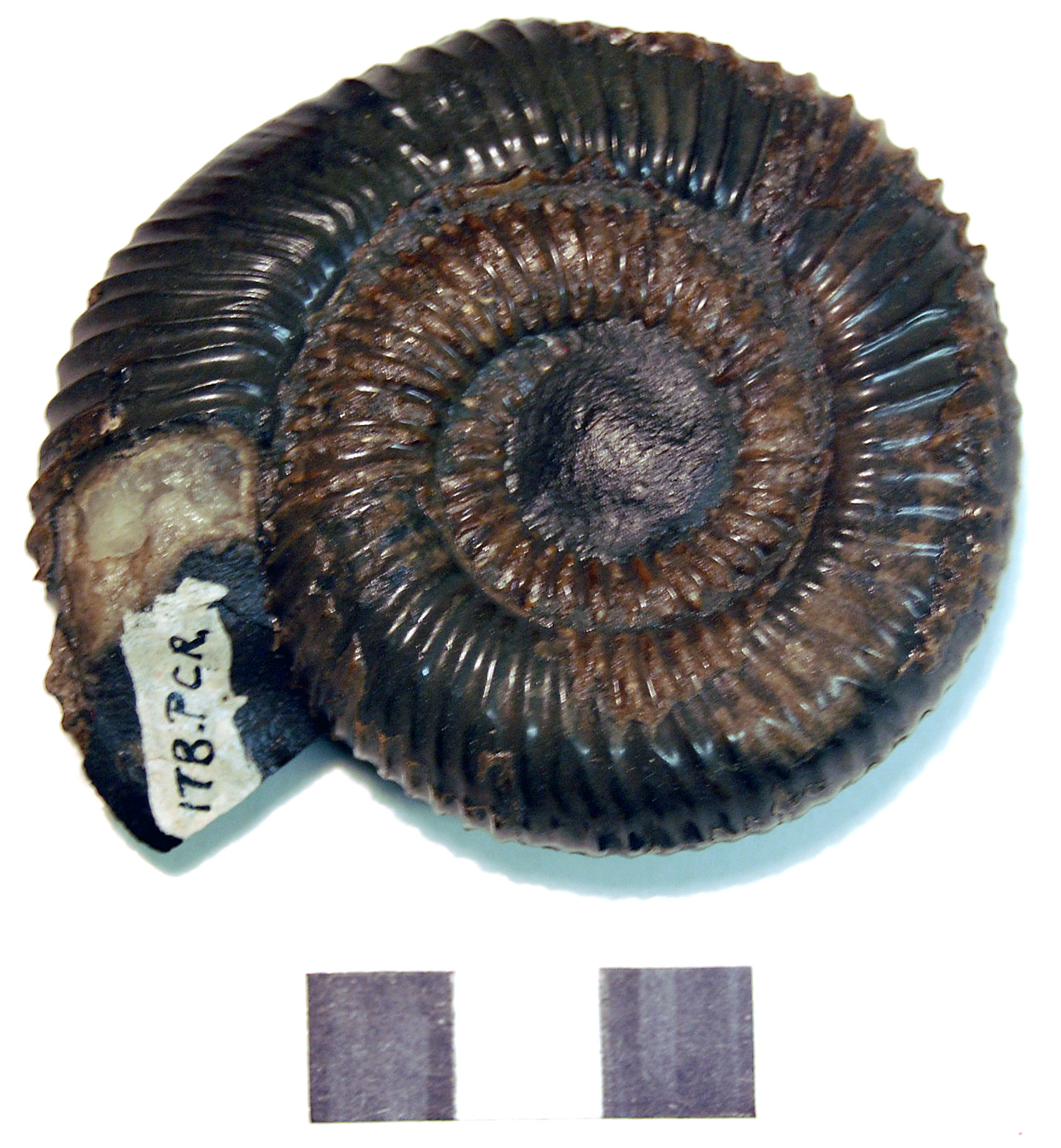 Photograph of ammounite: Coeloceras sp.