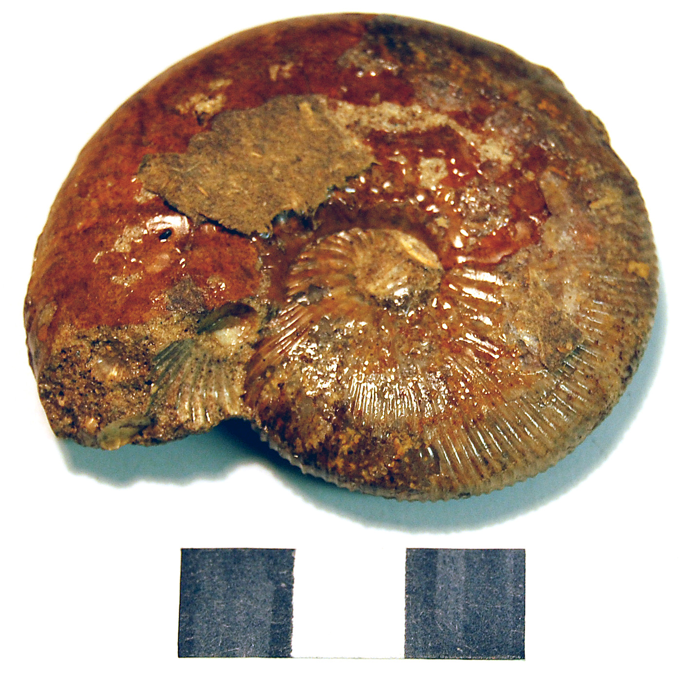 Photograph of ammounite: Catasigaloceras planicerclus