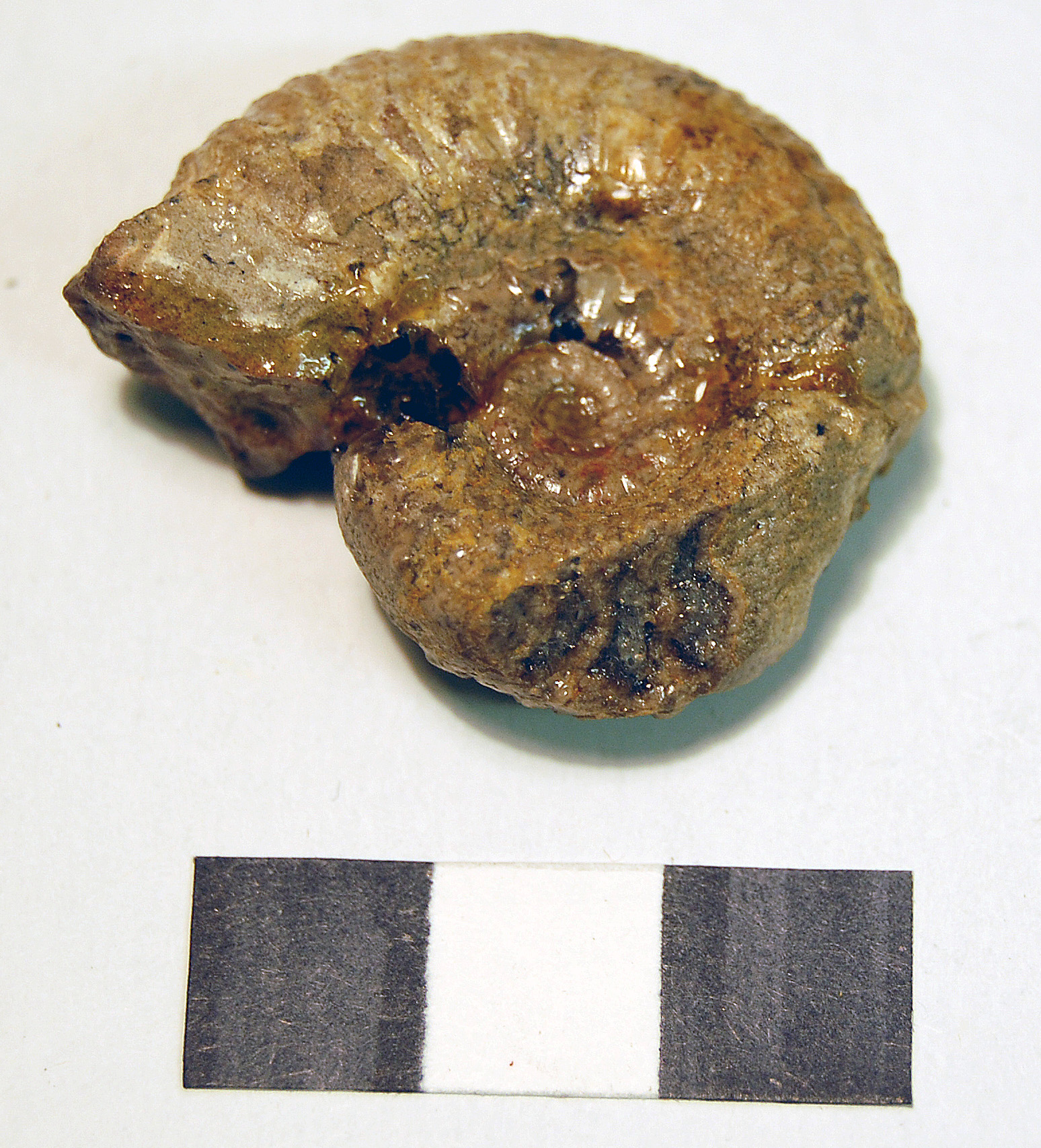 Photograph of ammounite: Aspidoceras (Euaspidoceras) douvillei