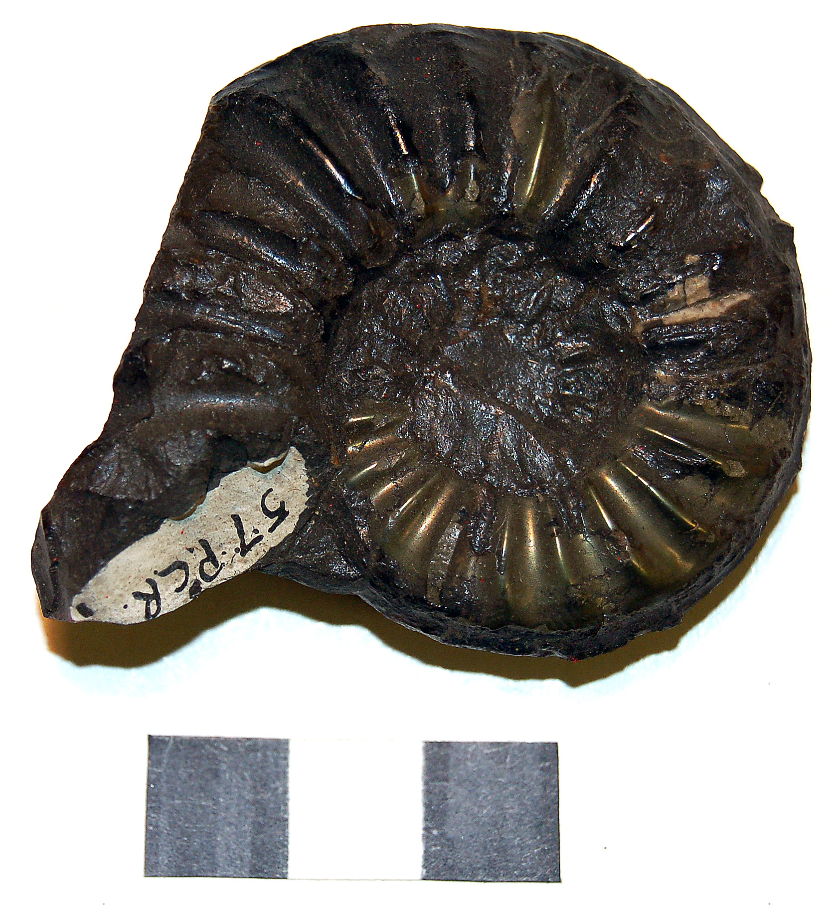Photograph of ammounite: Asteroceras obtusum
