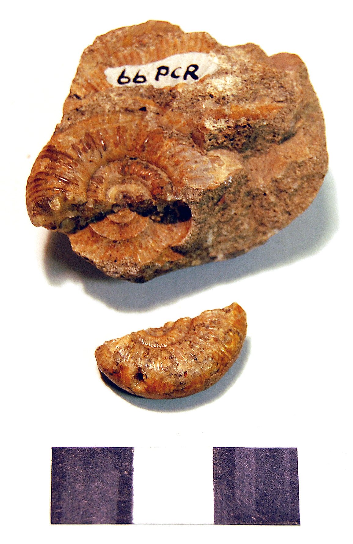 Photograph of ammounite: Binasphictes sp.