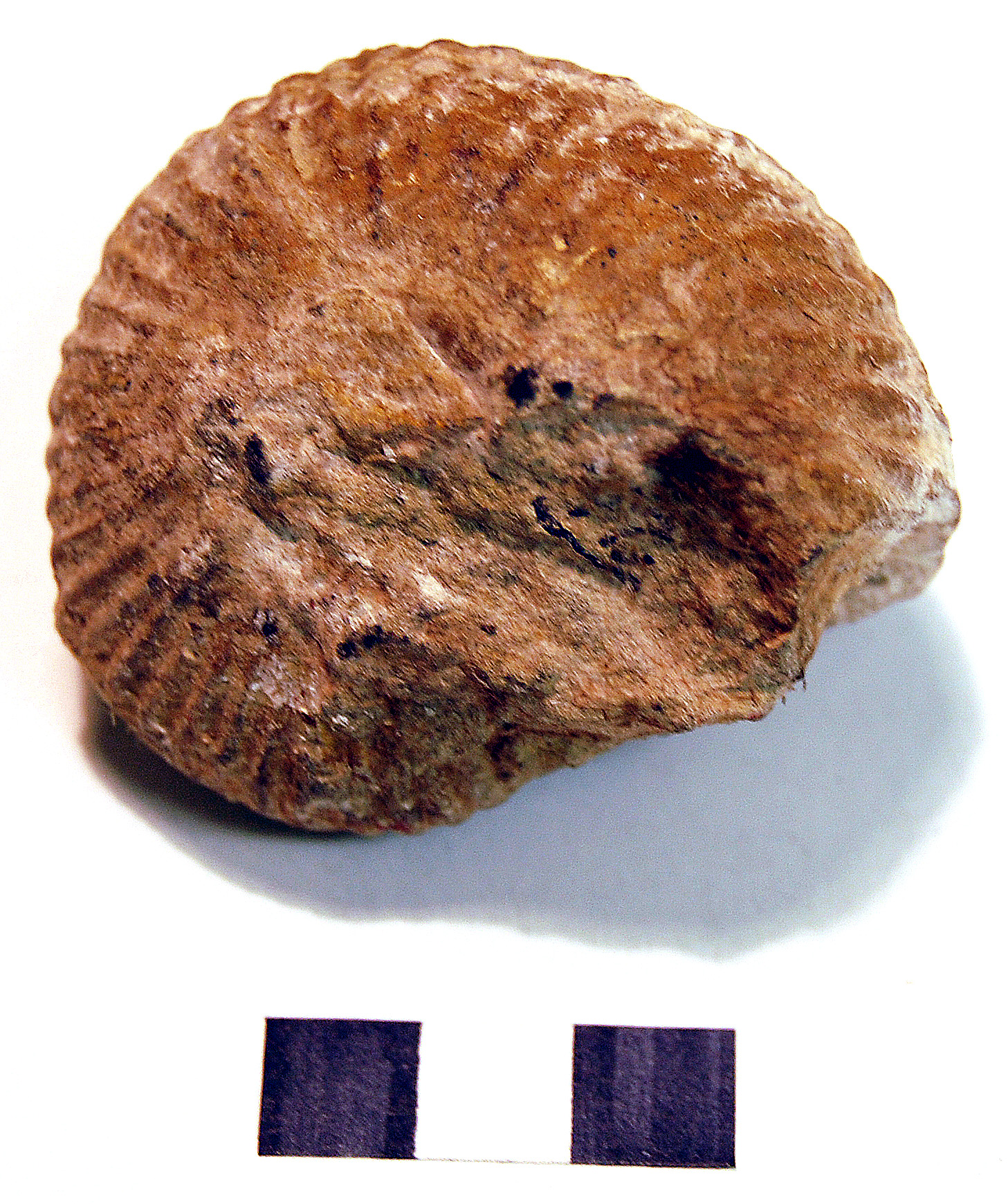Photograph of ammounite: Cadoceras sp.