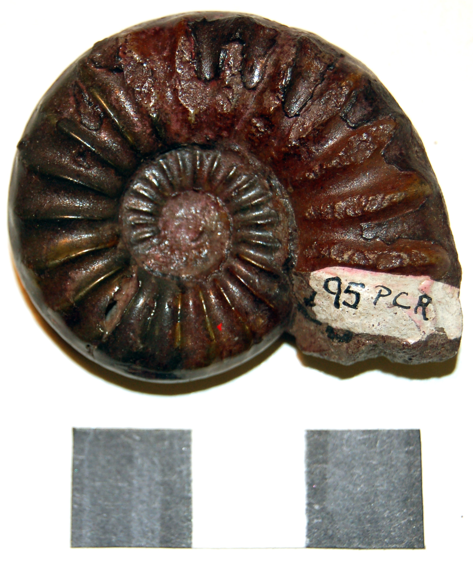 Photograph of ammounite: Asteroceras sp.