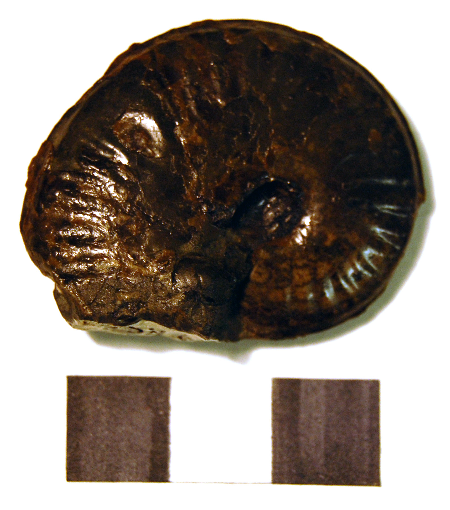 Photograph of ammounite: Pseudolioceras lythense